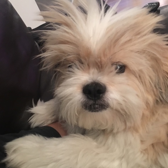 Meet your Posher, Huma - Picture 1 of 1